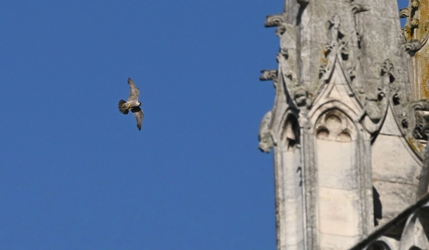 De nouveaux pèlerins… ailés à la cathédrale d’Évreux