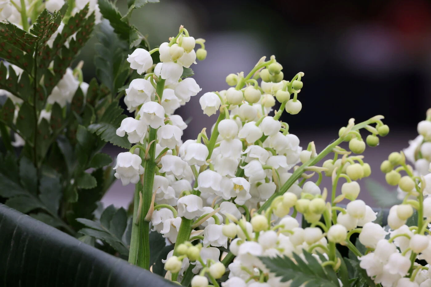 1er Mai : chats, chiens et même humains… Attention le muguet est une plante toxique et potentiellement mortelle