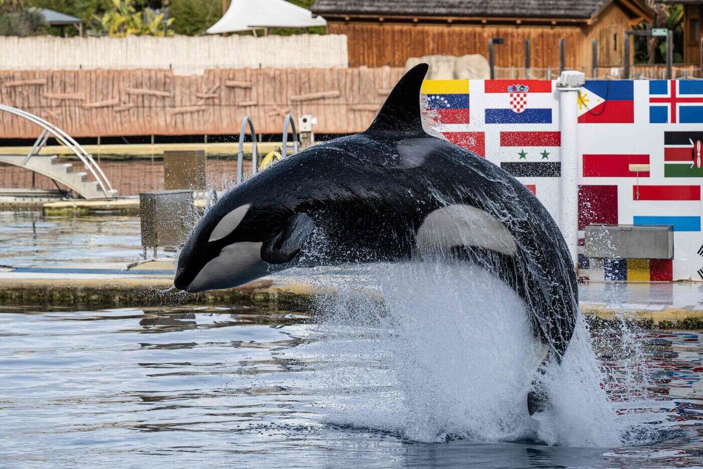 « Il y a urgence » : les orques de Marineland désormais attendues à Tenerife