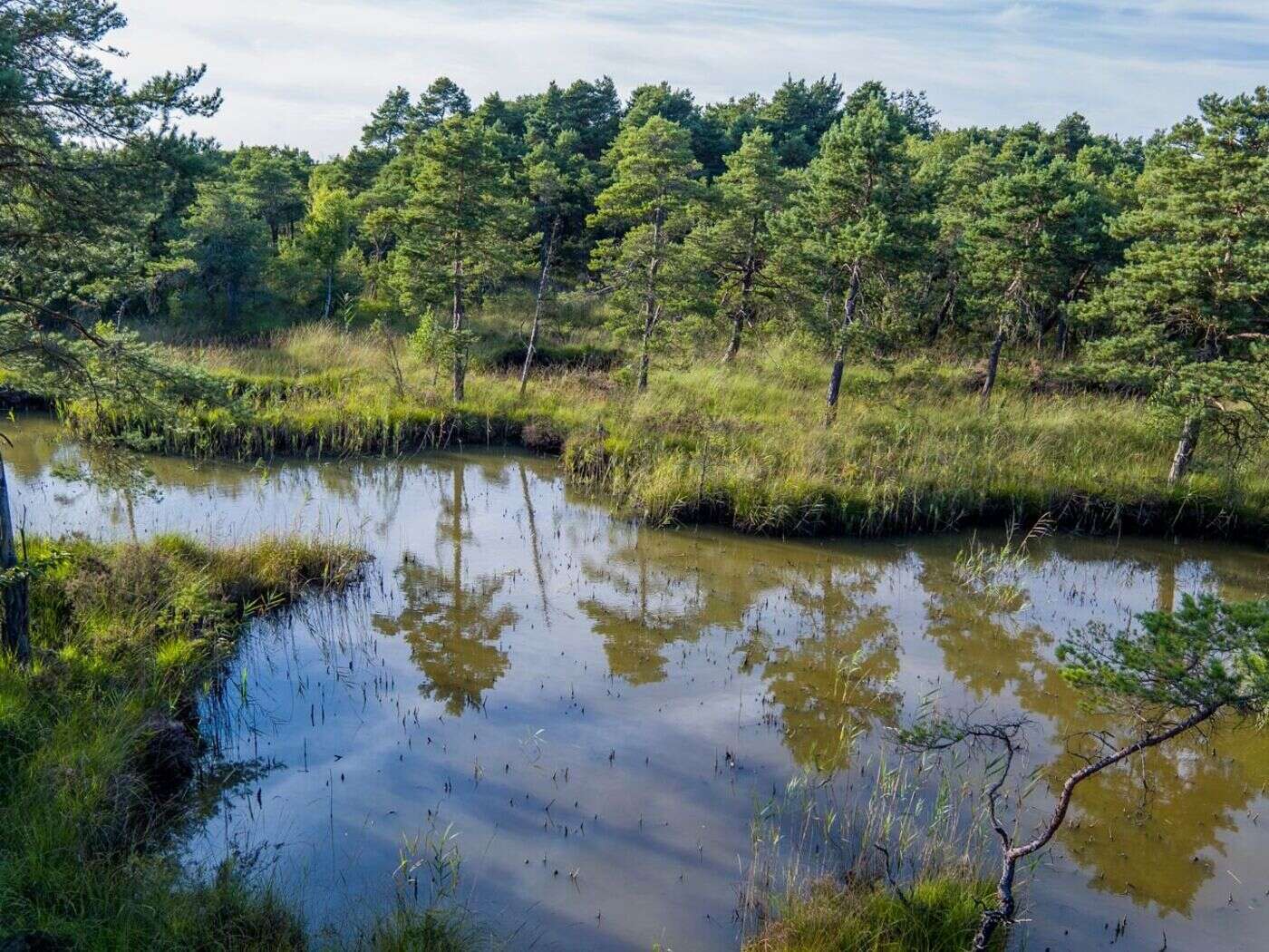 En Champagne, aller couper son sapin de Noël en forêt c’est bon pour… la biodiversité