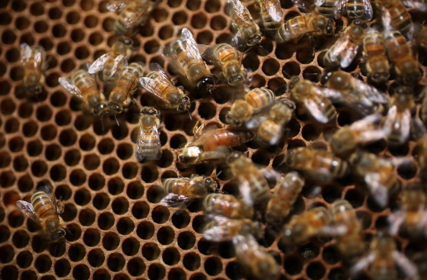 Un homme meurt tué par un essaim d’abeilles après avoir heurté leur ruche avec sa tondeuse à gazon