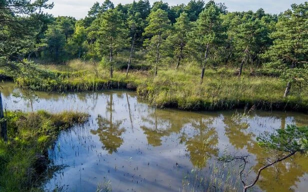 Au Mesnil-sur-Oger, on vient scier son sapin de Noël pour aider la nature