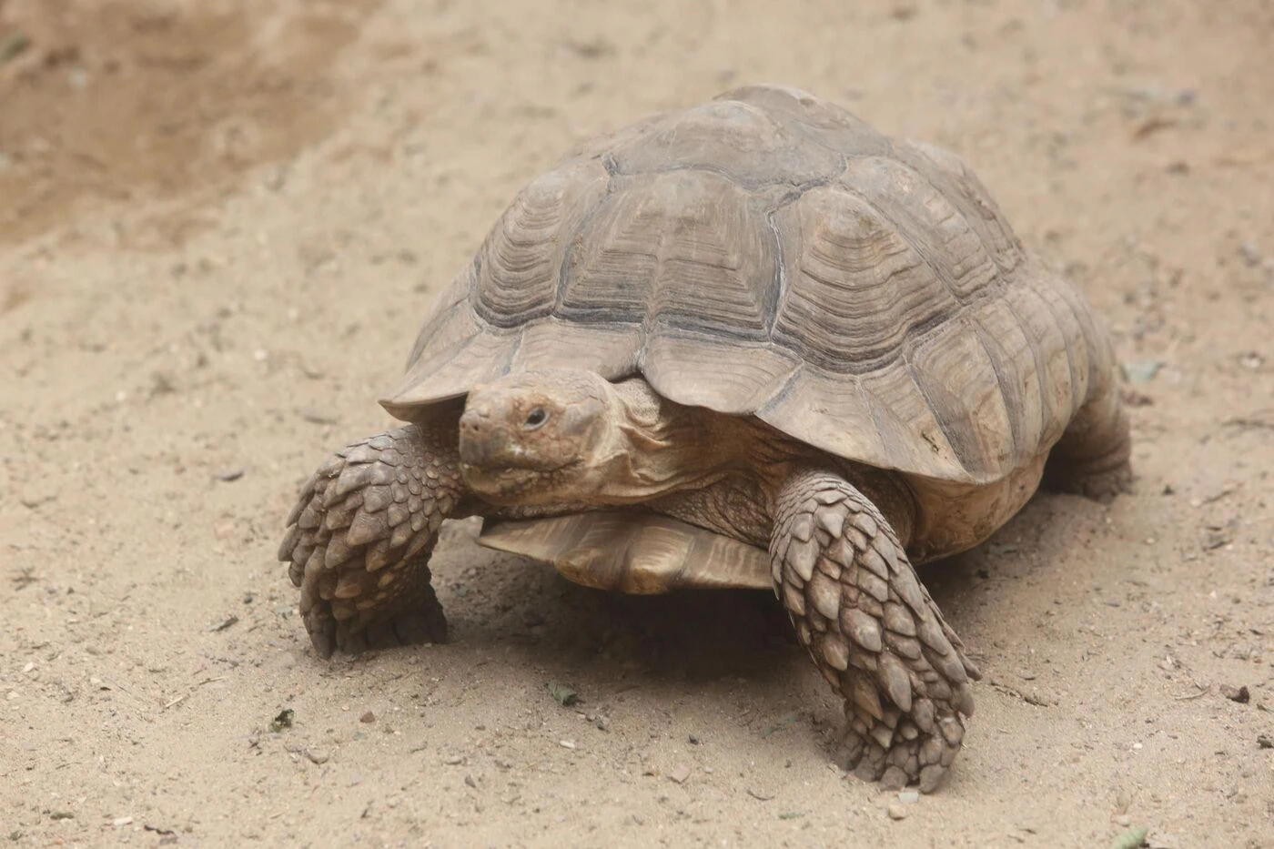 Le pilote d’un avion qui s’est écrasé aux États-Unis voulait éviter une tortue sur la piste