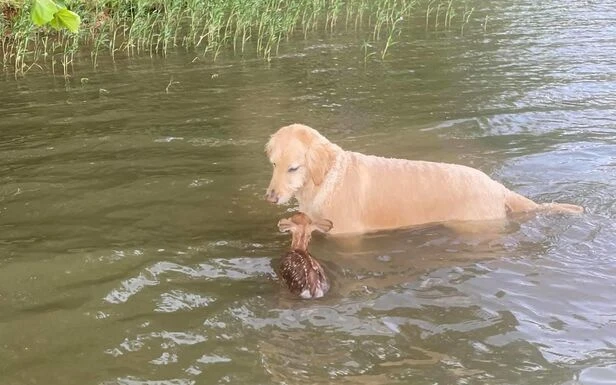 Etats-Unis : Harley, le chien qui «travaille» dans des maisons de retraite, sauve un faon de la noyade