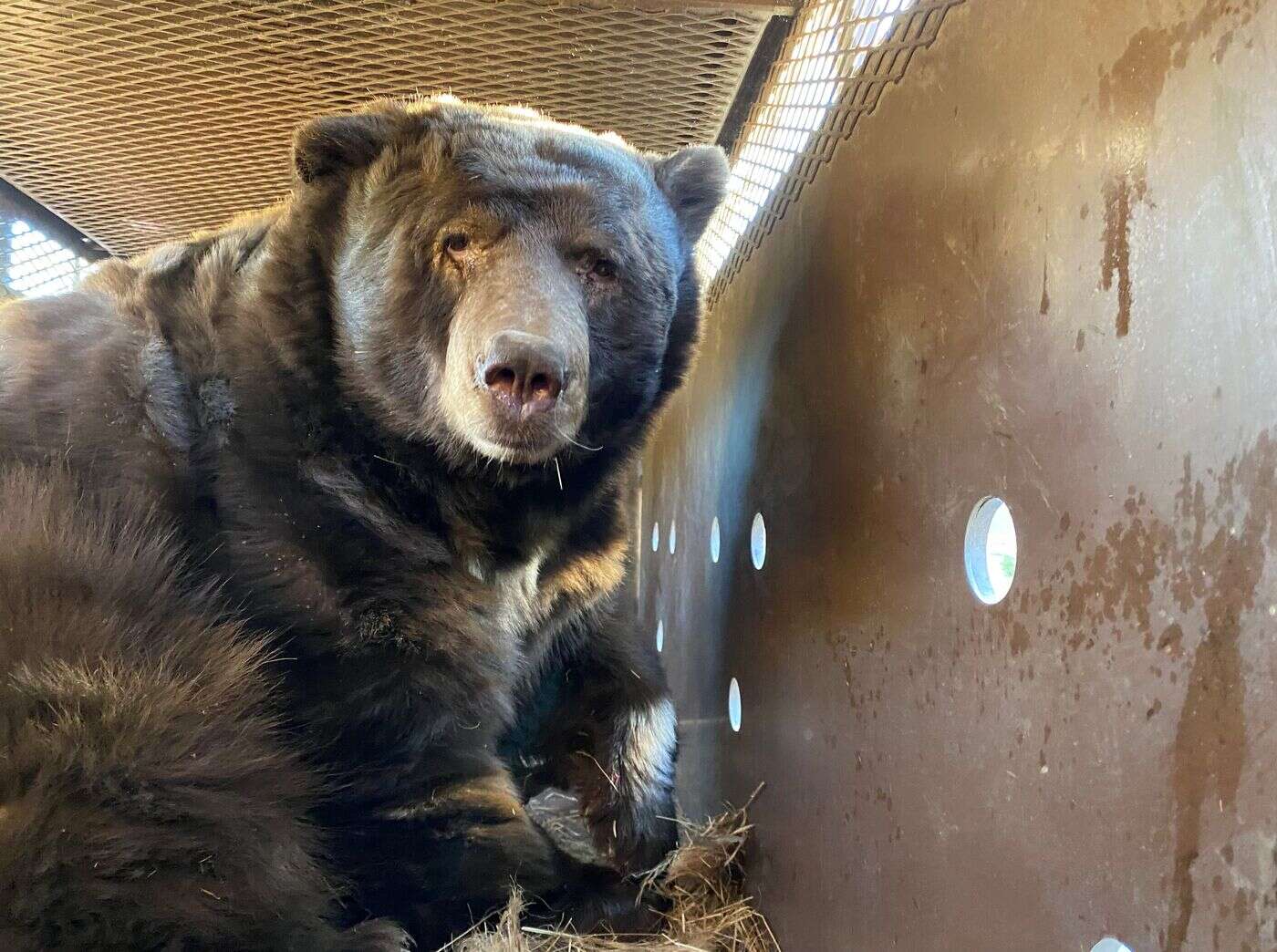 Un ours noir de plus de 200 kg retrouvé dans le sous-sol d’un homme à Los Angeles qui avait évacué sa maison à cause des incendies