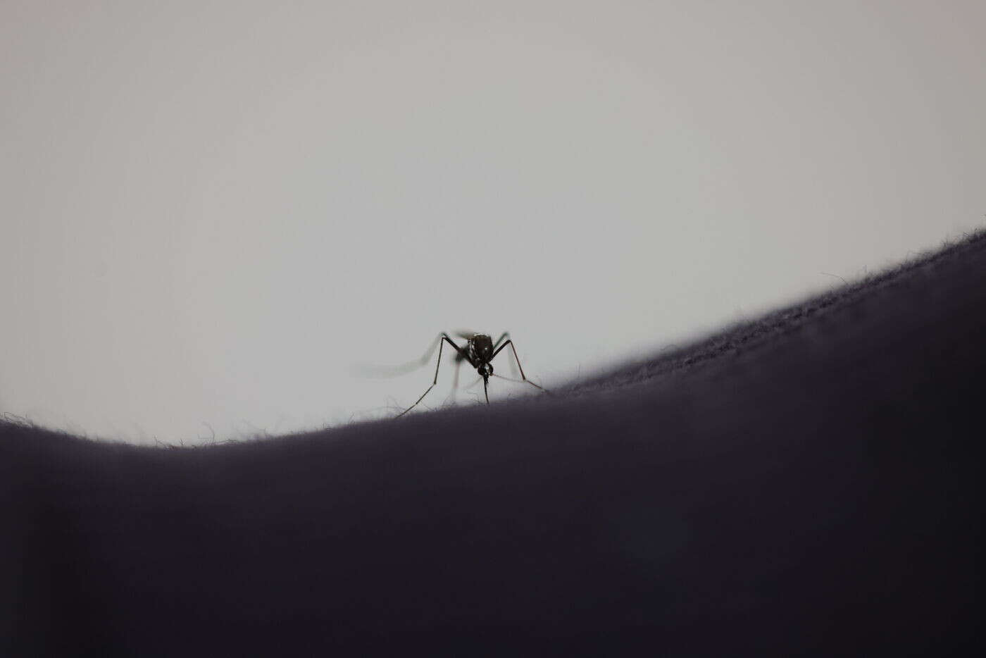 Chikungunya : l’épidémie s’intensifie à La Réunion, les seniors prioritaires à la vaccination