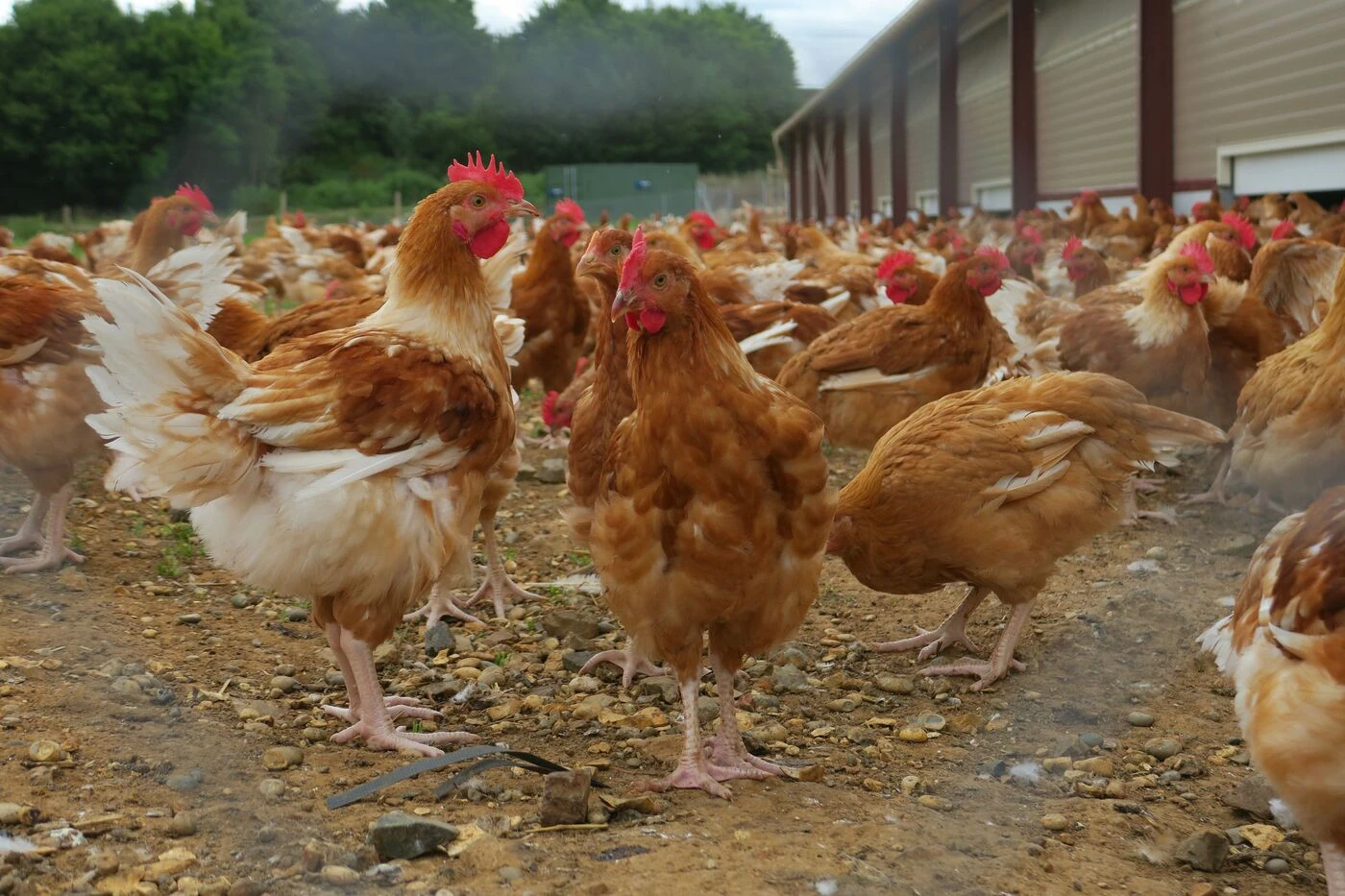 Le succès des ventes de poules réformées dans l’Oise : des milliers d’animaux sauvés de l’abattoir en cinq ans