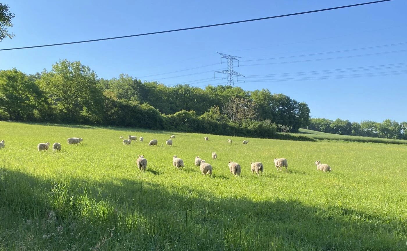 « Il faut qu’une solution soit trouvée » : après un legs, le village se retrouve avec plus de 200 moutons sur les bras