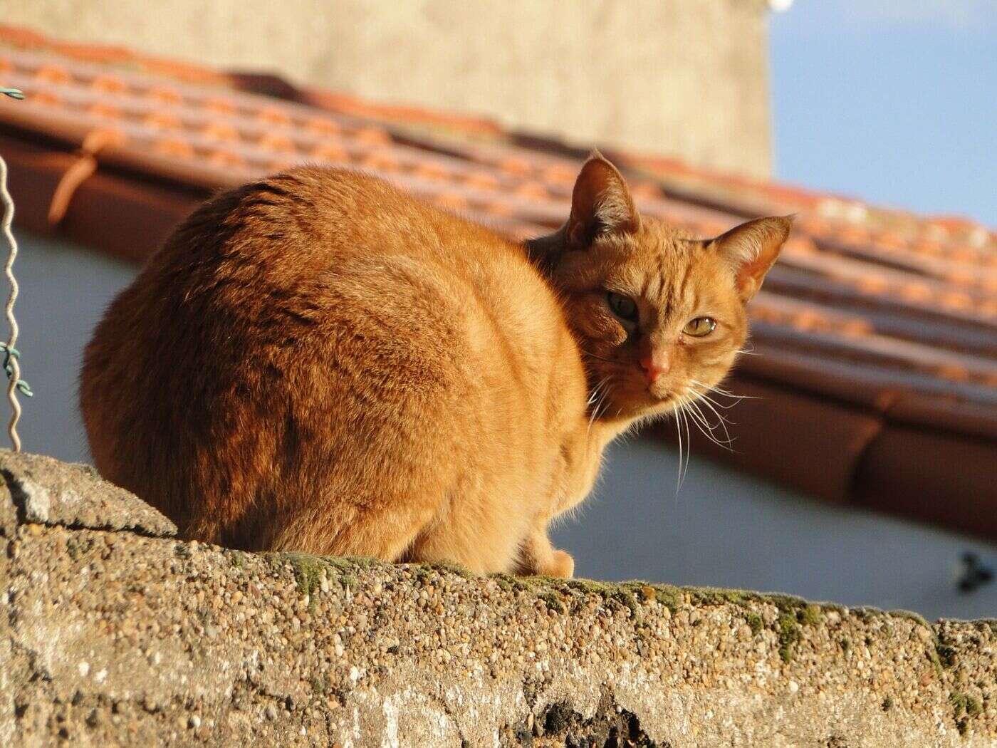 « Miracle de Noël » : elle retrouve son chat le soir du réveillon, deux mois après sa disparition lors d’un déménagement