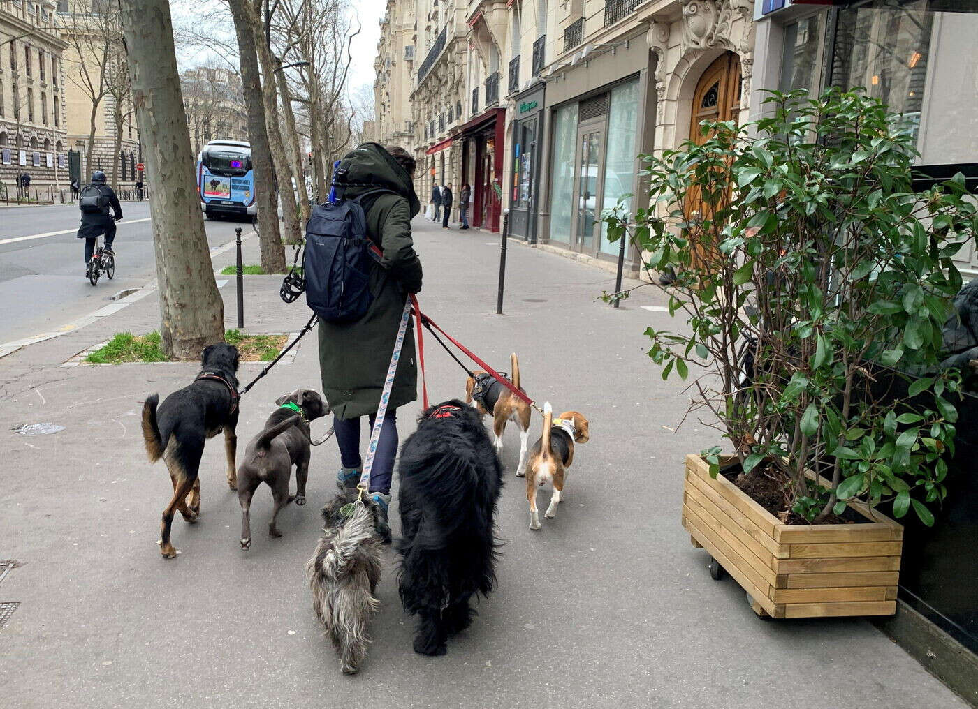 Yvelines : prison ferme pour la promeneuse de chiens de 72 ans qui dépouillait ses voisines