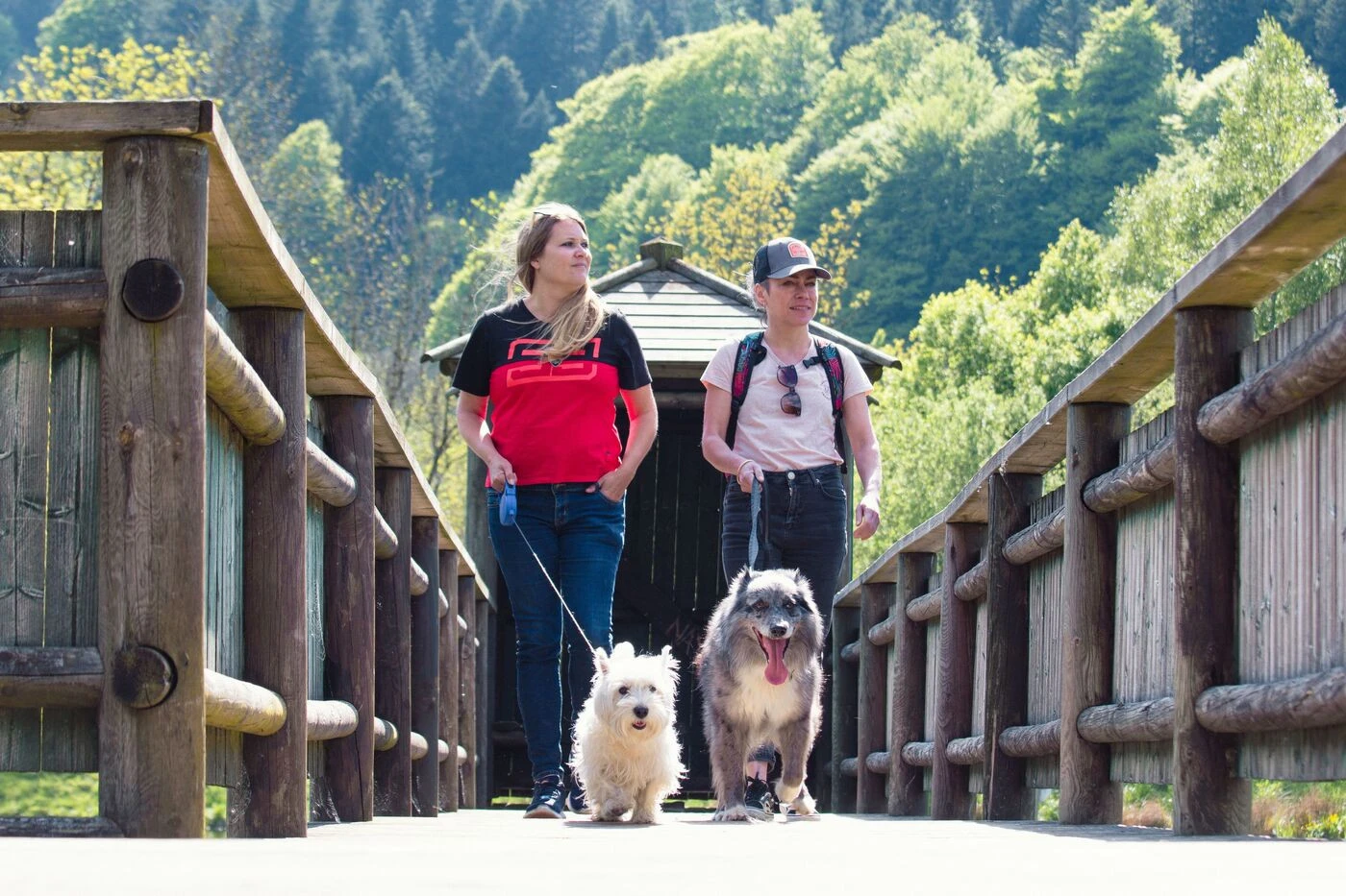 « Il faut un véritable engagement » : dans le Puy-de-Dôme, le Sancy réserve des vacances cinq étoiles à tous les toutous