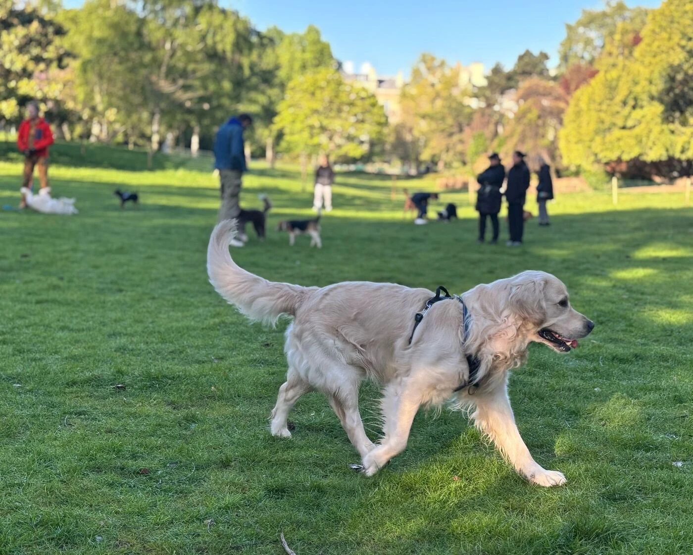 Paris : pourquoi plus de 200 chiens vont défiler sur les Champs-Élysées ce dimanche ?