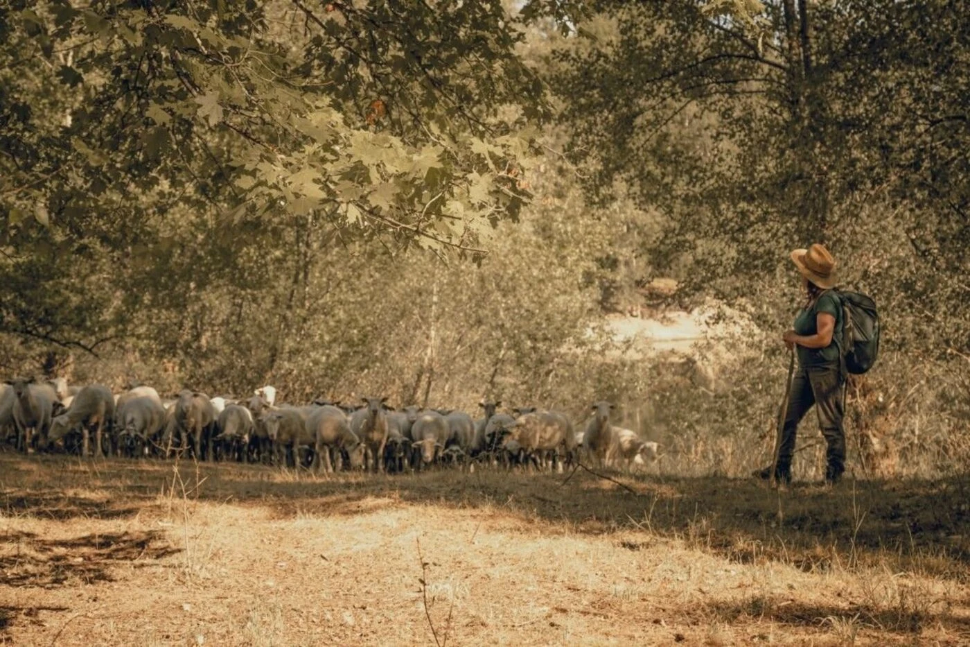 L’Allier déploie... 220 moutons contre les incendies