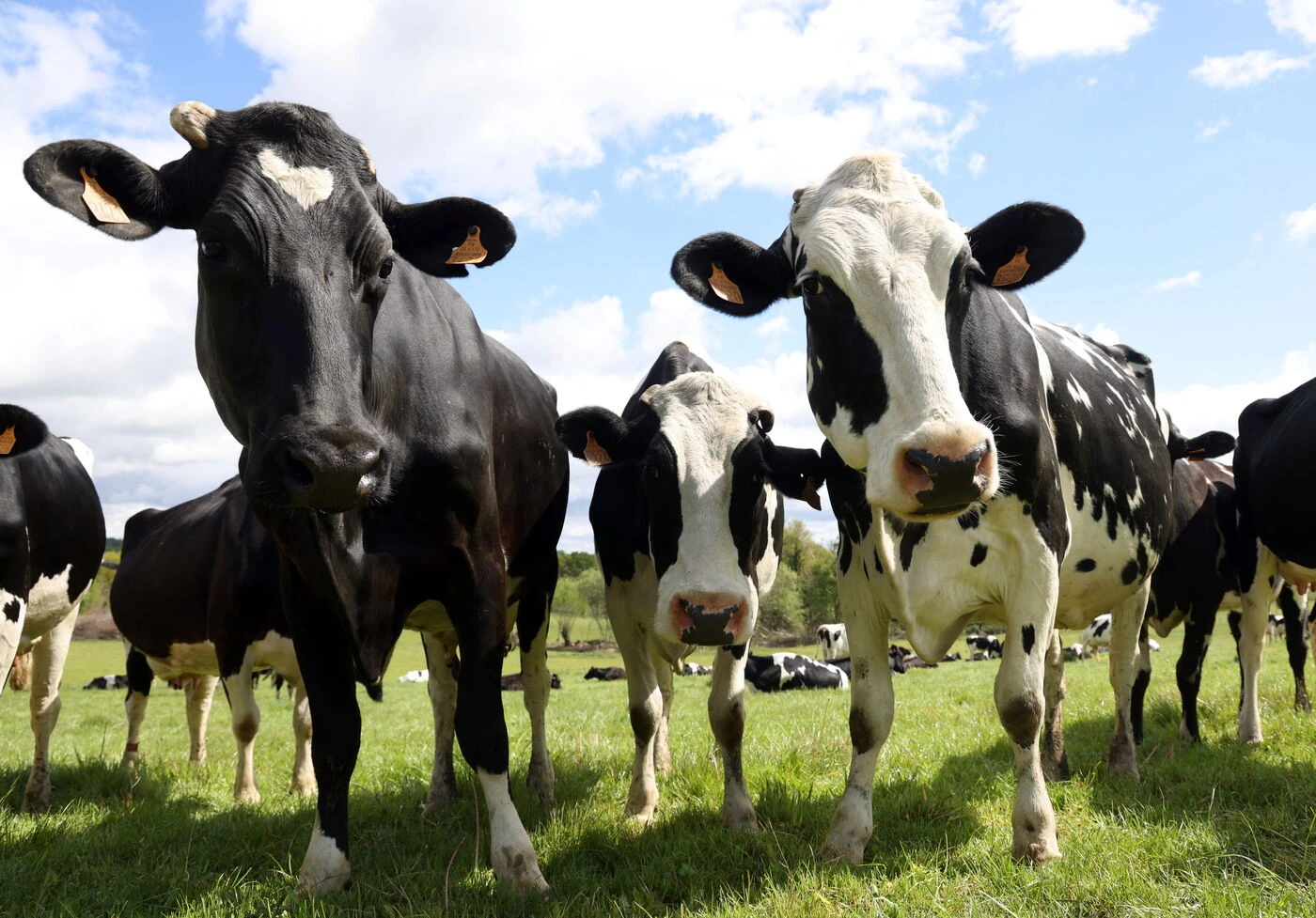 Dermatose des bovins : la vaccination de 285 000 bêtes démarre ce week-end