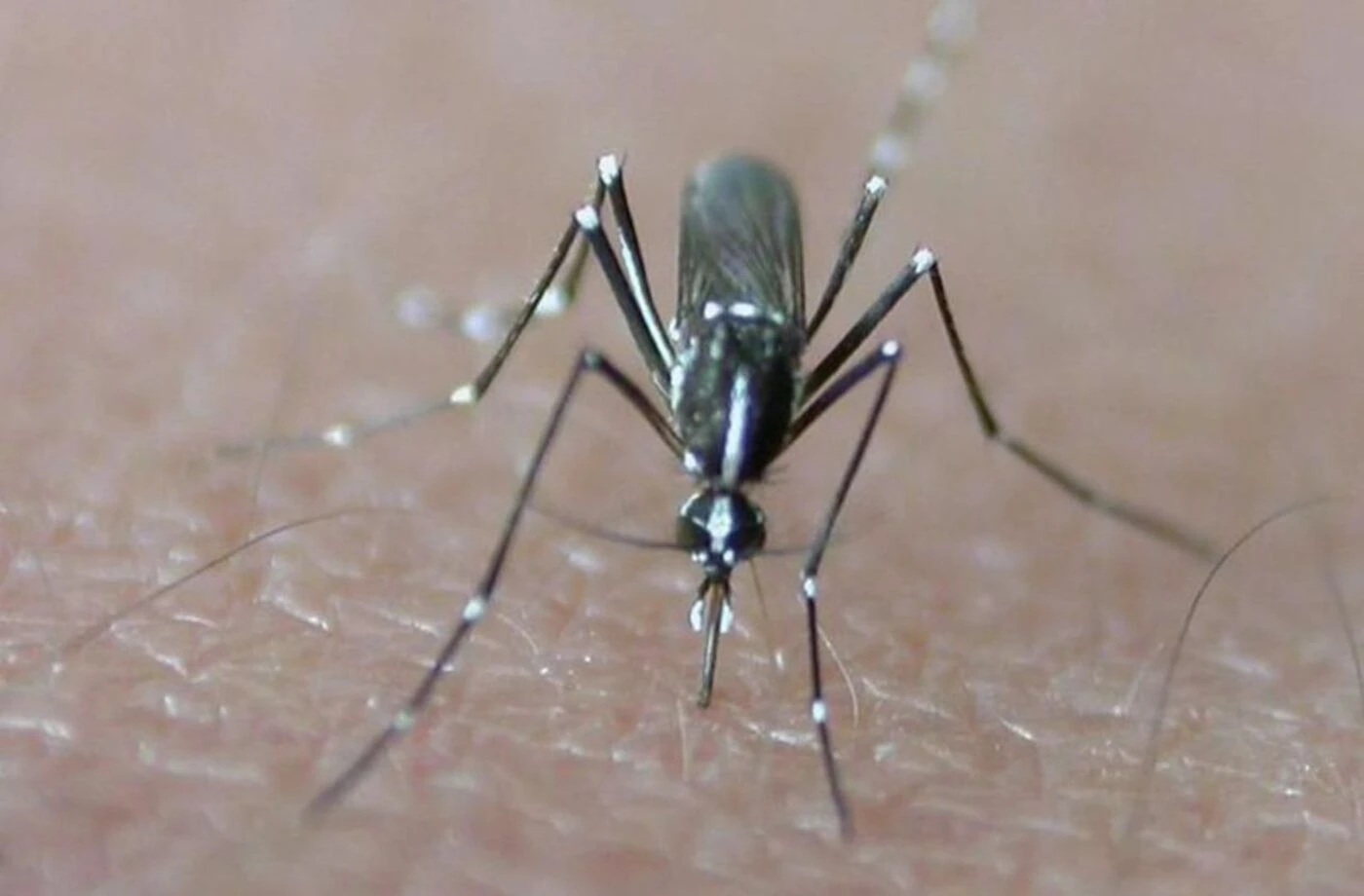Chikungunya : aucun nouveau foyer détecté en métropole, l’accalmie se confirme