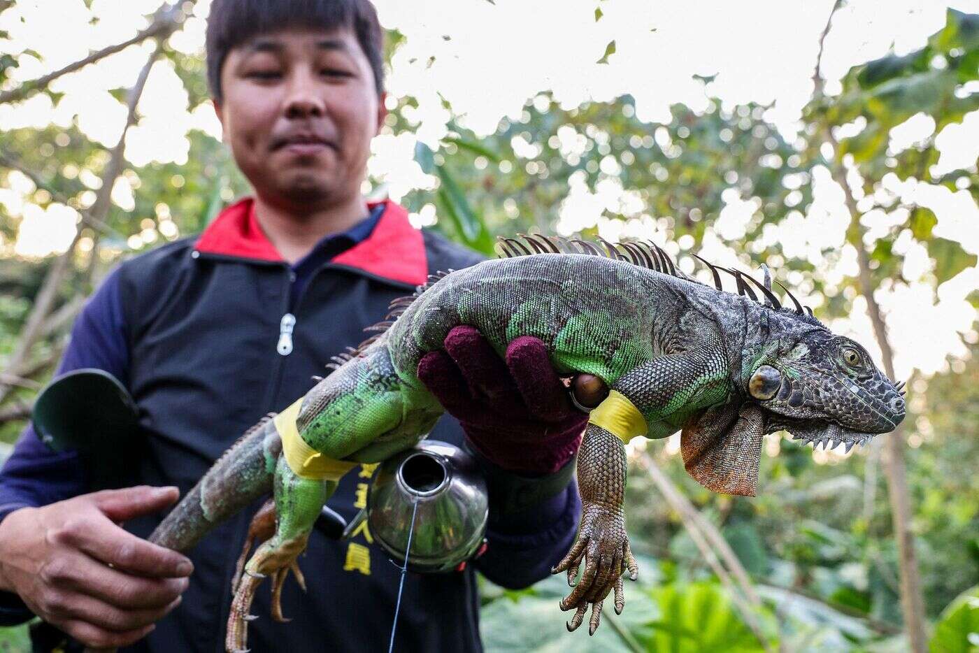 À Taïwan, les autorités offrent l’équivalent de 14,50 euros pour un iguane vert capturé ou tué