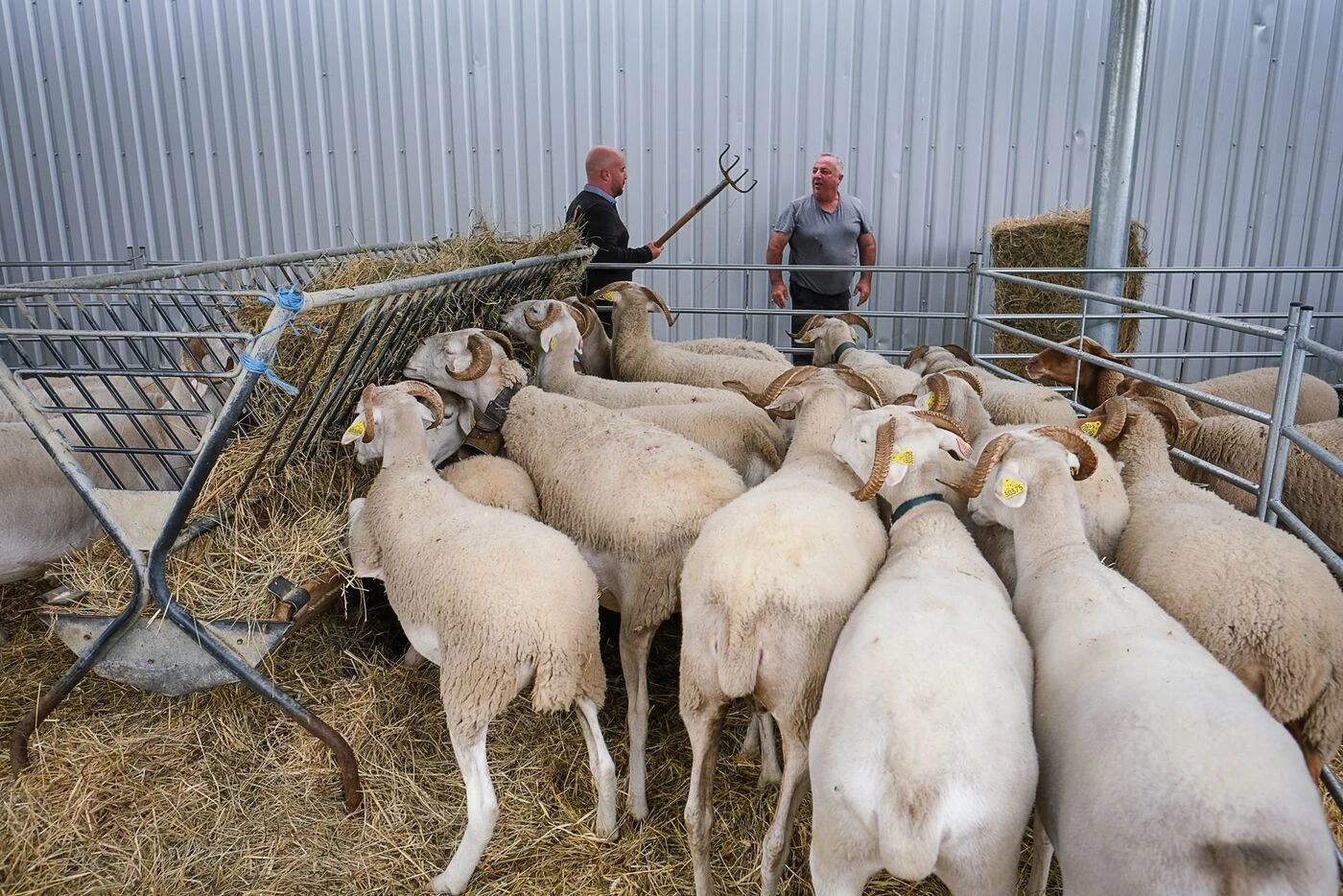 Pour sa deuxième édition, la fête de l’agriculture de Perpignan se fera sans vache, mais pas sans ambition