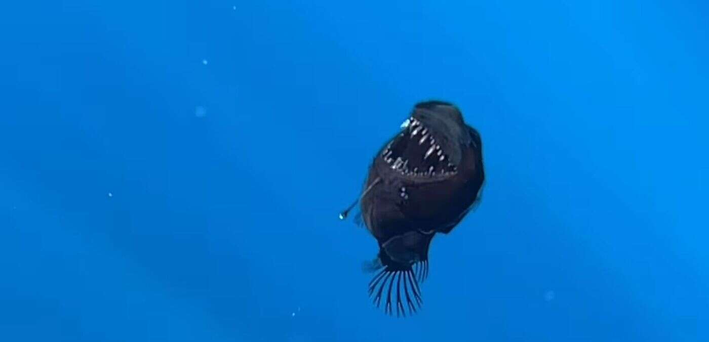 Un « diable noir des abysses », poisson prédateur, observé à la surface pour la première fois aux îles Canaries