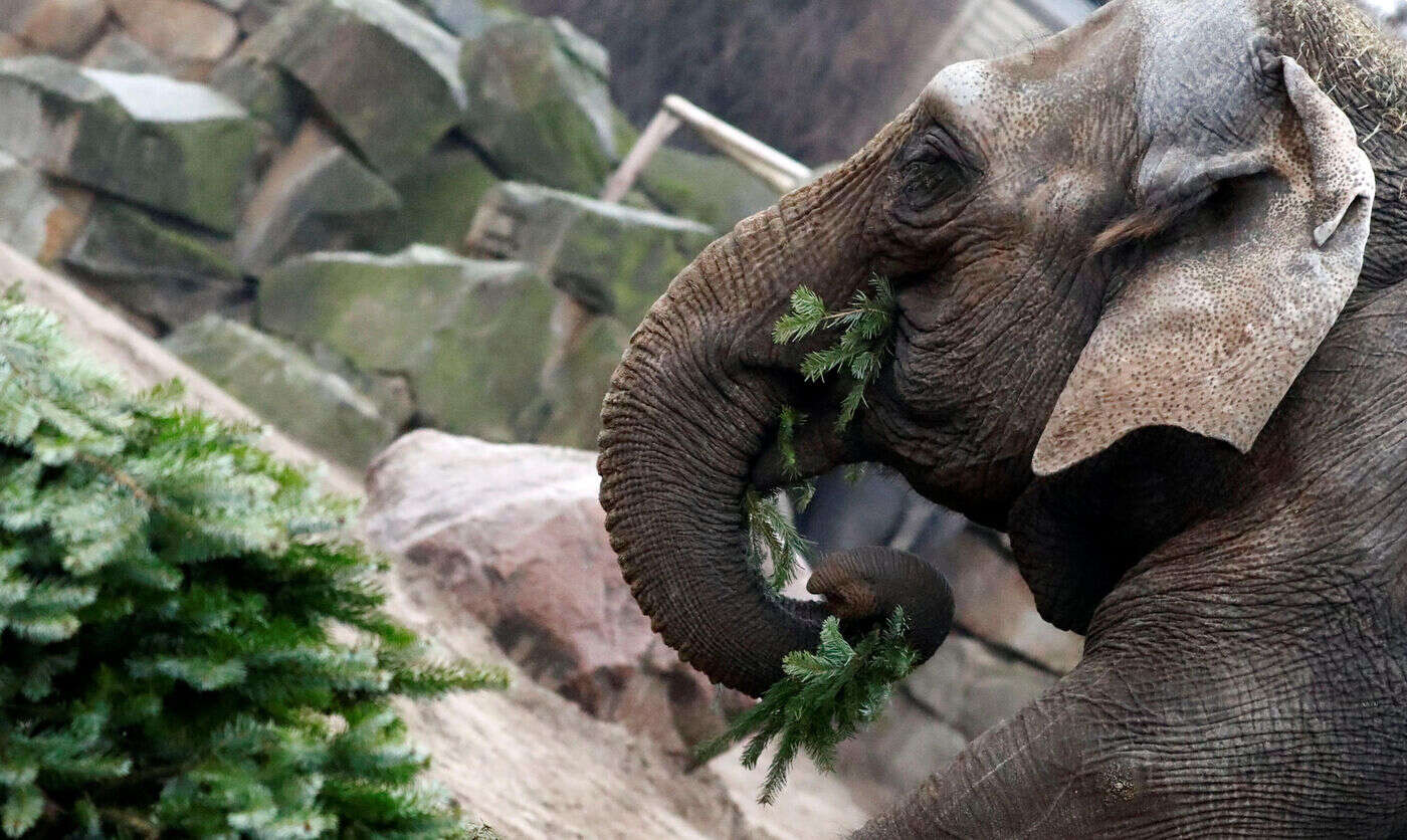 « Ils ne sont pas humains » : les éléphants d’un zoo ne peuvent pas demander leur libération, selon la justice américaine