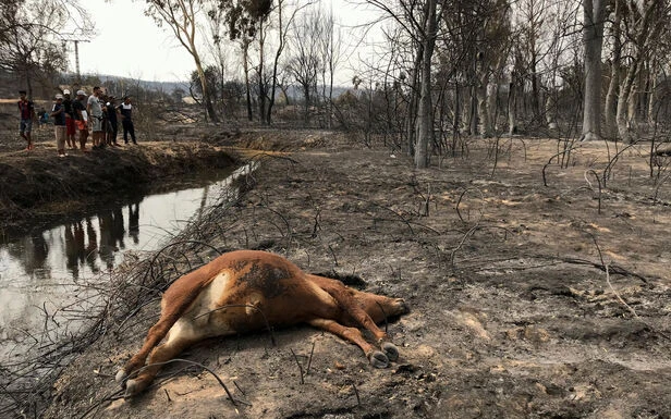 Incendies en Algérie : plus de 10 000 hectares d’un parc classé par l’Unesco sont partis en fumée