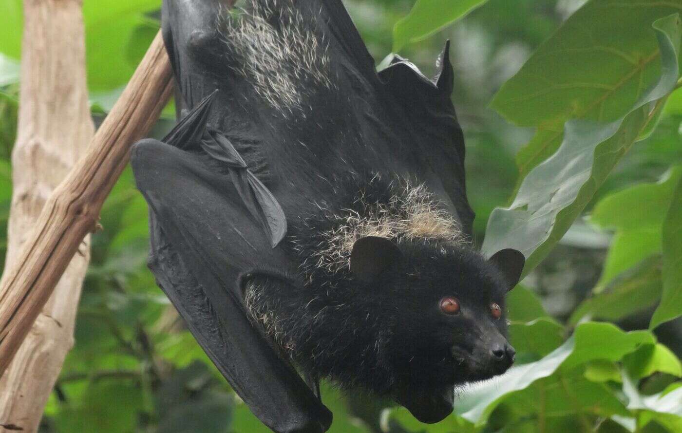 Naissance d’une chauve-souris géante à Biotropica dans l’Eure