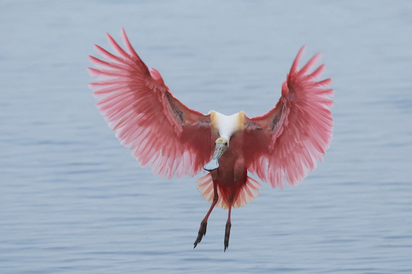 Pourquoi les flamants roses menacent grandement la production de riz à risotto en Italie