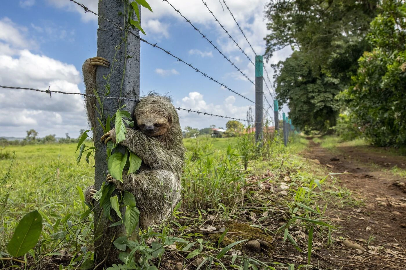 « Wildlife Photographer of the Year 2025 » : le cliché de paresseux de ce photographe de Chartres est l’une des images de l’année