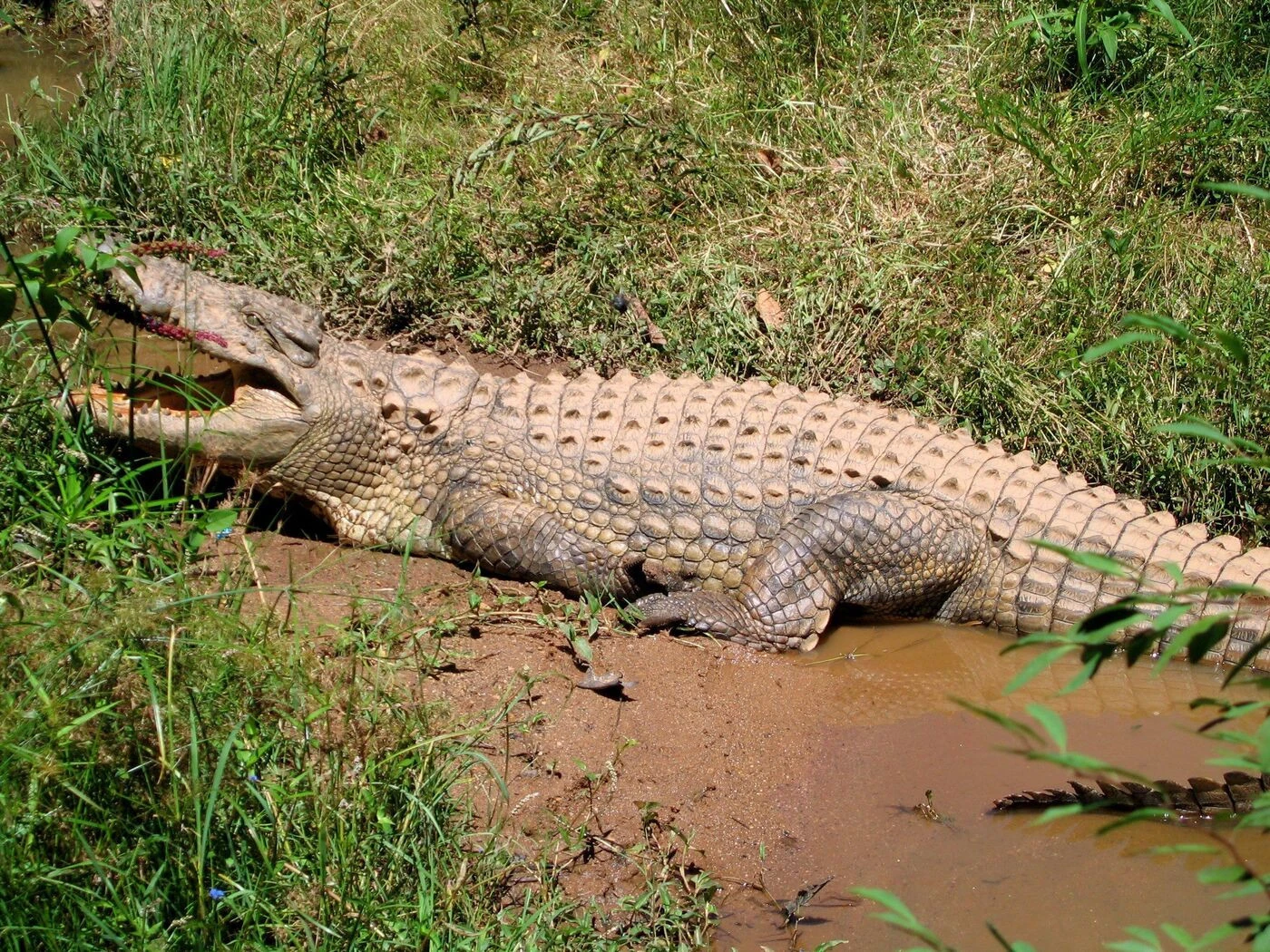 Un père de quatre enfants se fait attaquer par un crocodile, il est dévoré sous les yeux des passants