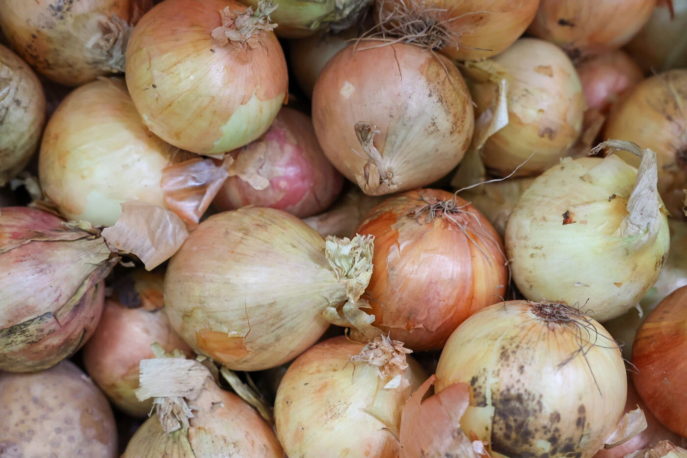 Pays-Bas : deux grenades mystérieusement retrouvées dans... une cargaison d’oignons en provenance de France