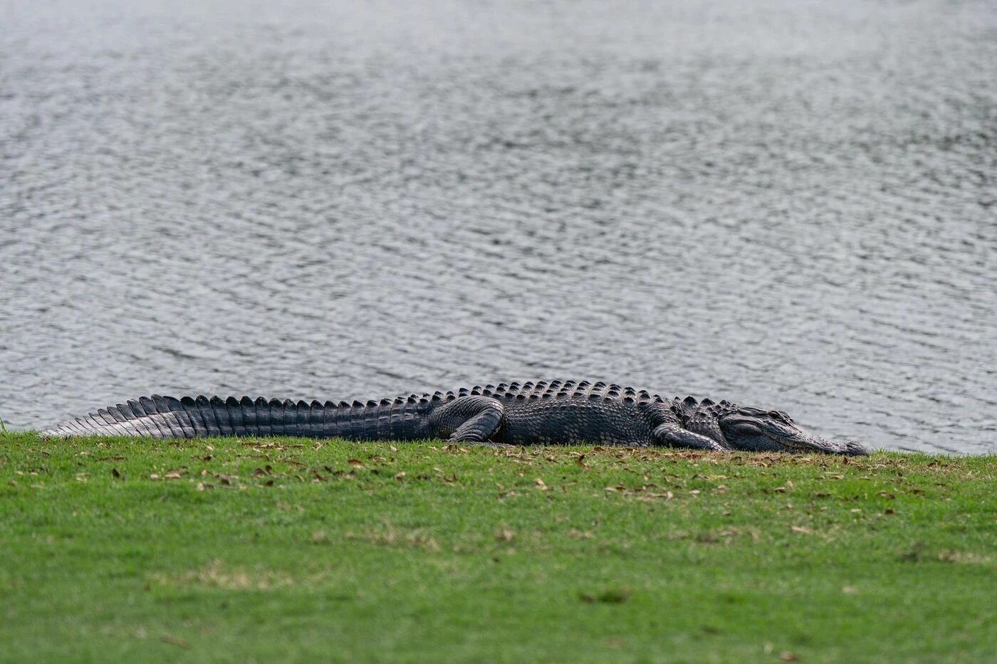 « J’ai attrapé l’objet le plus proche » : aux États-Unis, une retraitée sauve son mari d’une attaque d’alligator