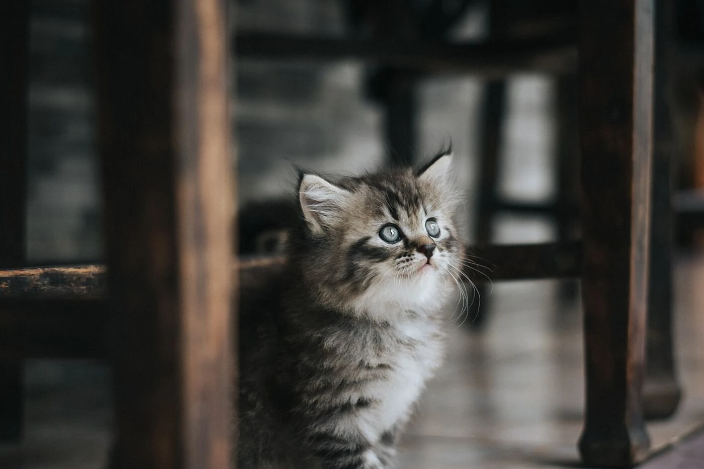 « J’entends un petit chat dans ton moteur » : il roule 500 km avec un chaton coincé dans le phare de sa voiture