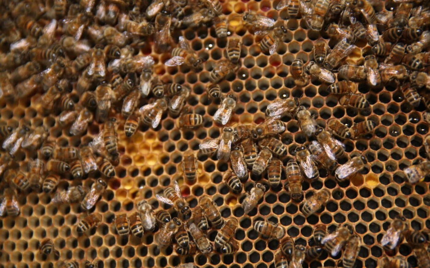 Cantal : les abeilles qui avaient attaqué des habitants d’Aurillac vont être « euthanasiées »