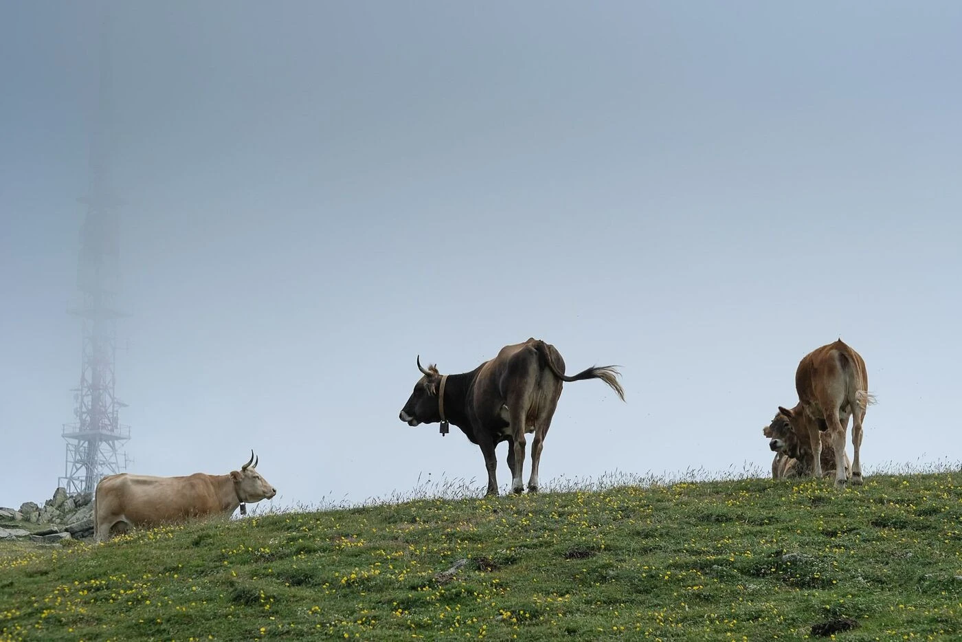 Menaces de mort contre le préfet : la dermatose bovine enflamme les Pyrénées-Orientales