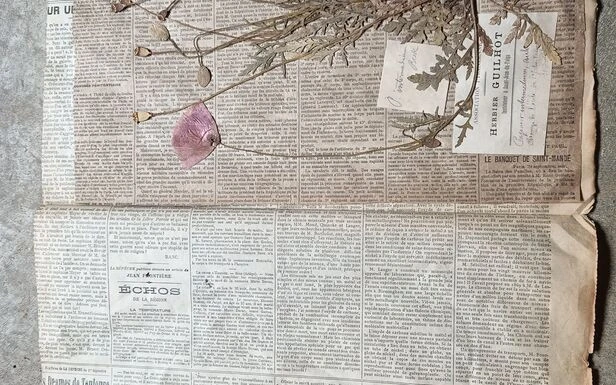 L’herbier centenaire extraordinaire découvert dans l’Ariège fait le bonheur des botanistes