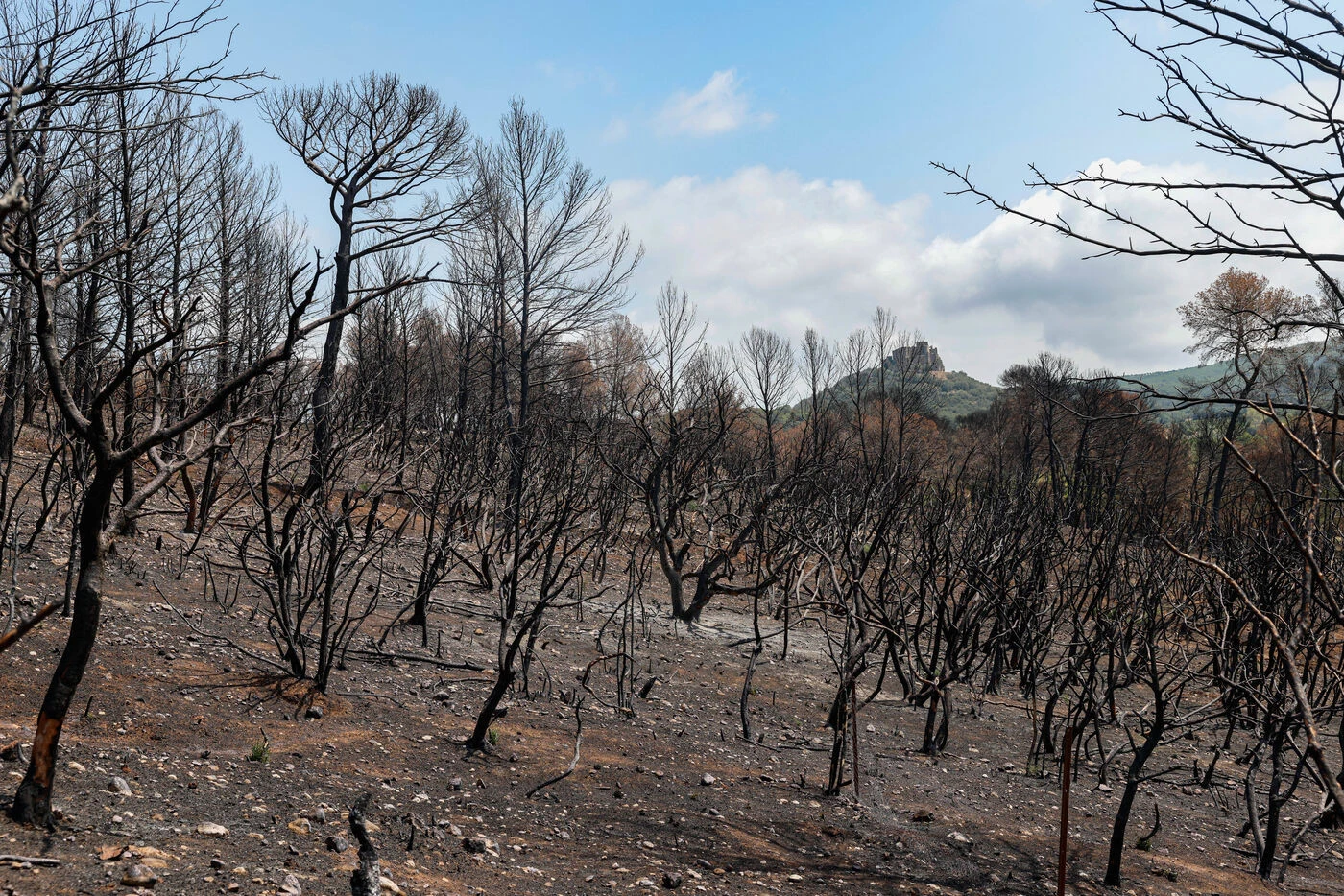 Charente : un incendie détruit plus de 200 hectares de végétation, le trafic TGV perturbé entre Paris et Bordeaux