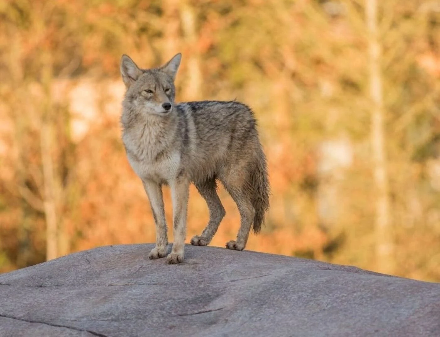 « Nous espérons avoir des petits en 2026 » : en Seine-Maritime, le coyote du Parc Canadien attend sa femelle