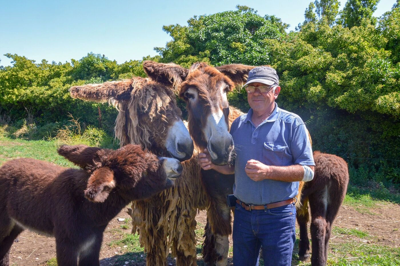 « Beaucoup de gamins vont être tristes… » : les ânes en culotte absents de l’île de Ré, une première depuis 1988 !