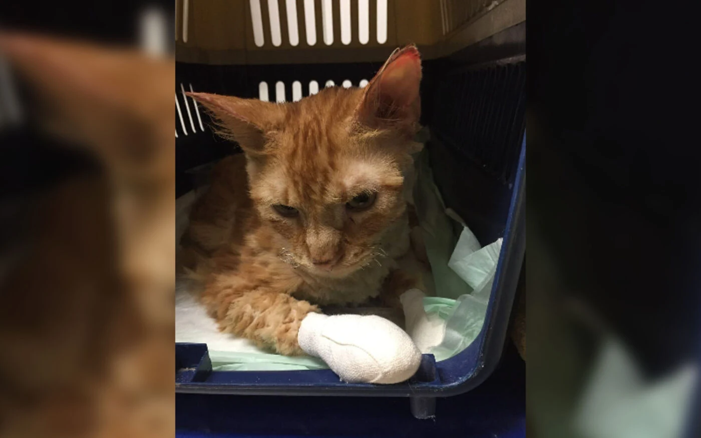 Incendies aux portes de Marseille : au secours des chats blessés ou brûlés