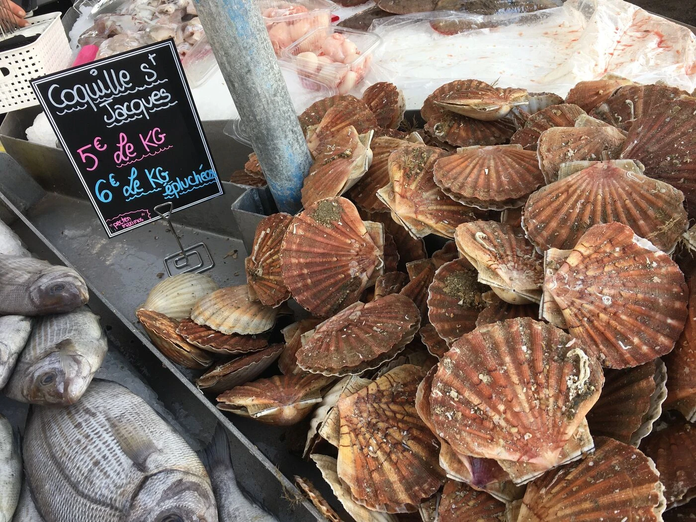 « Les prix, c’est n’importe quoi ! » : la saison de la coquille Saint-Jacques commence