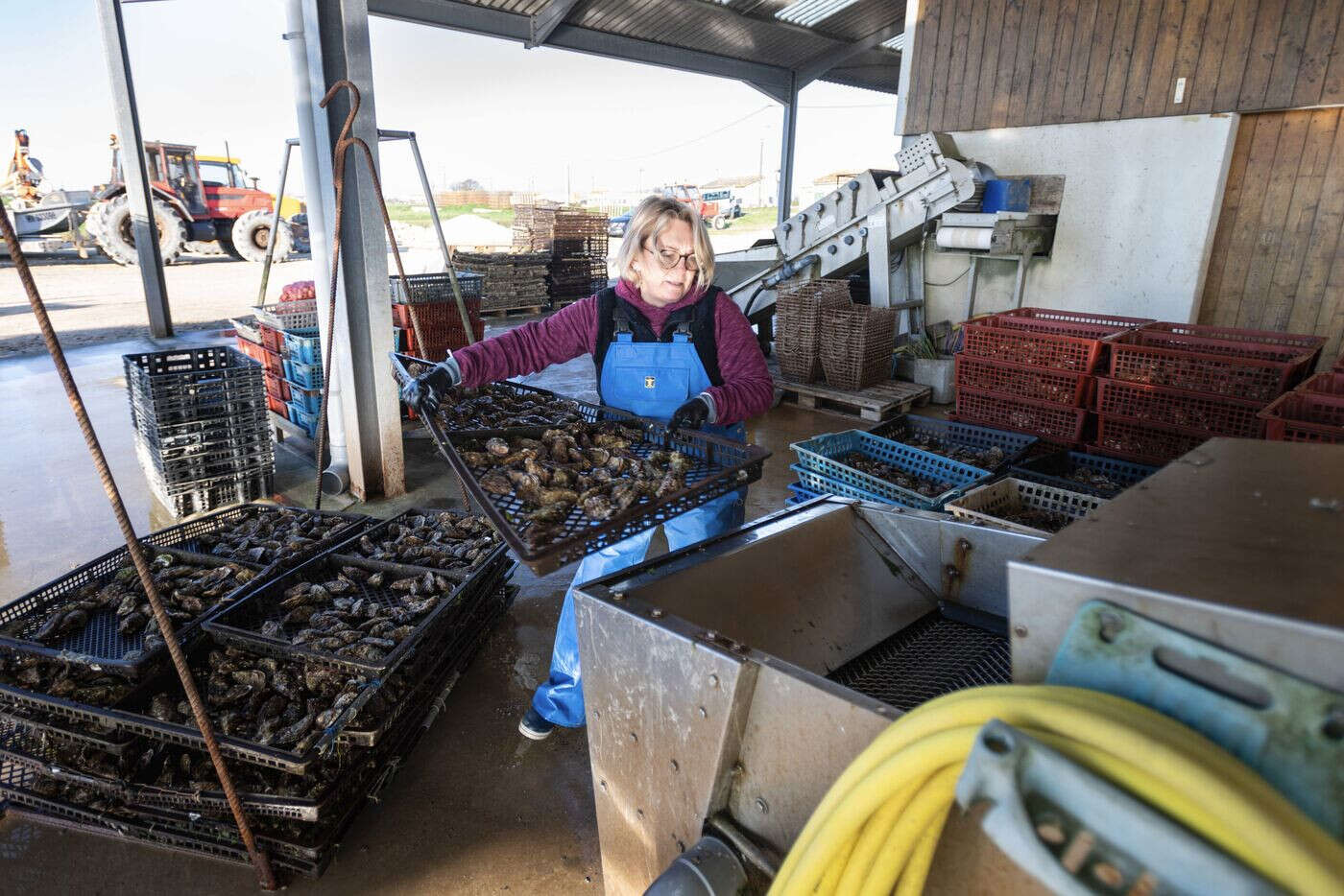 Parmi les derniers producteurs d’huîtres d’Oléron 100 % naturelles, un couple près de la retraite cherche un repreneur