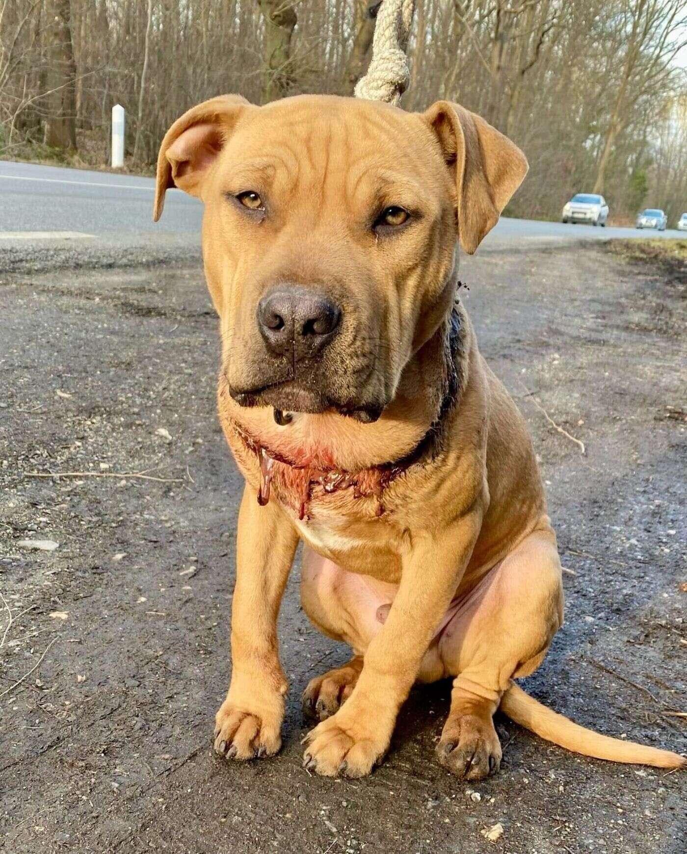 « C’est un survivant » : à Domont, Vody, chiot de 7 mois, retrouvé pratiquement égorgé par une corde dans une forêt