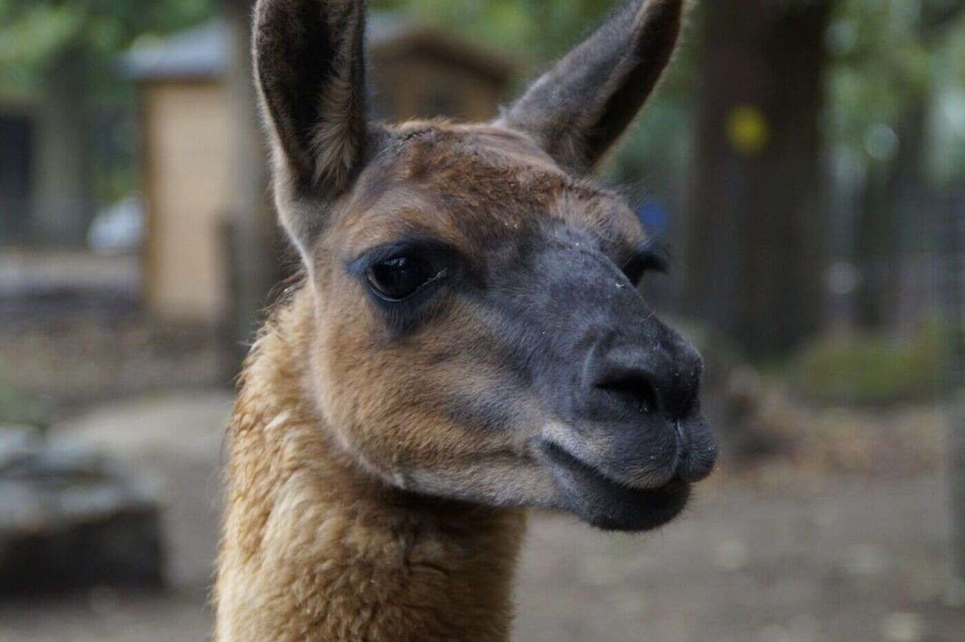 « Qui a perdu un lama ? Merci de le récupérer » : un village de Dordogne cherche le propriétaire d’un camélidé errant