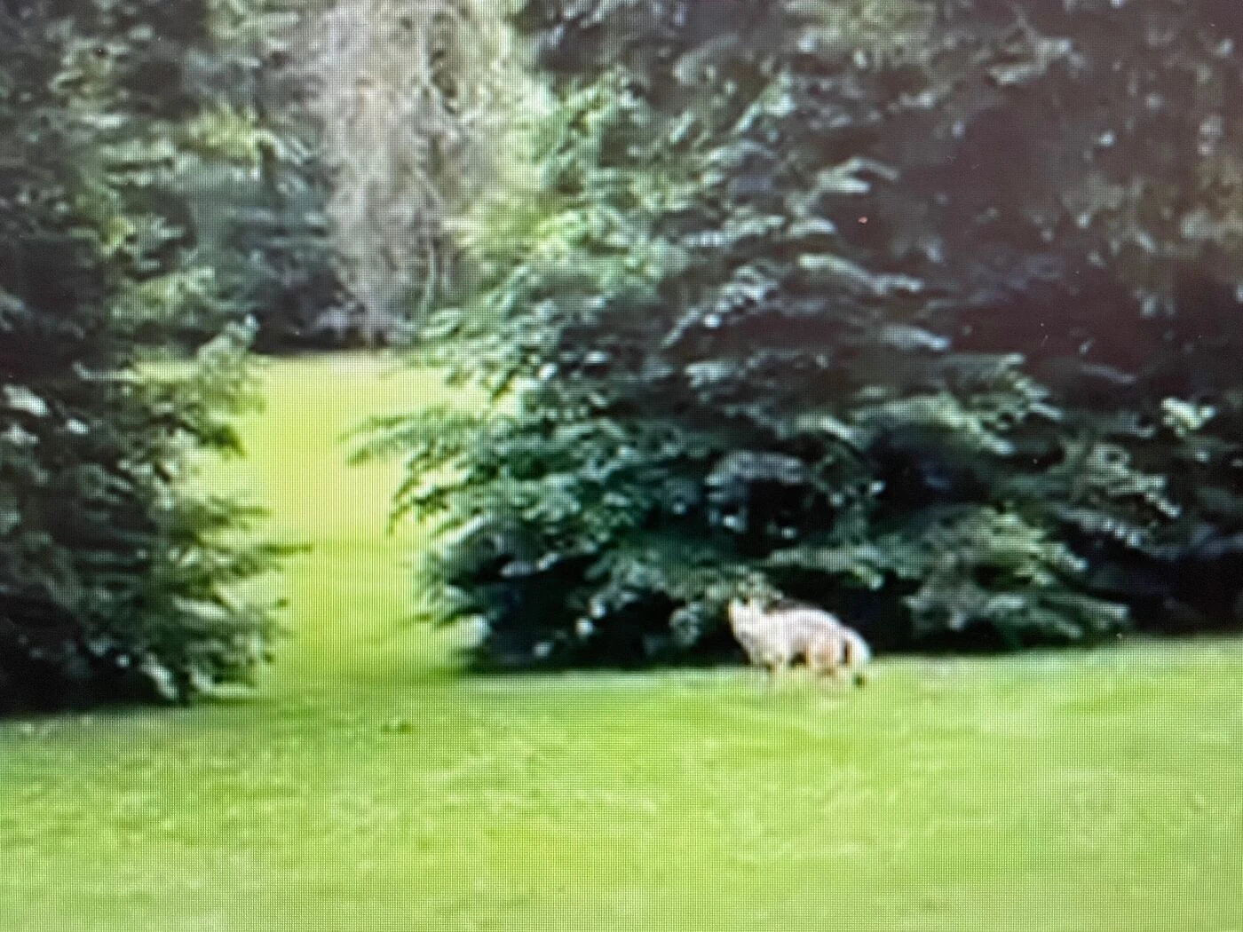 « Sans aucune hésitation »... A Poissy, le loup du golf de Béthemont est en réalité un chien !