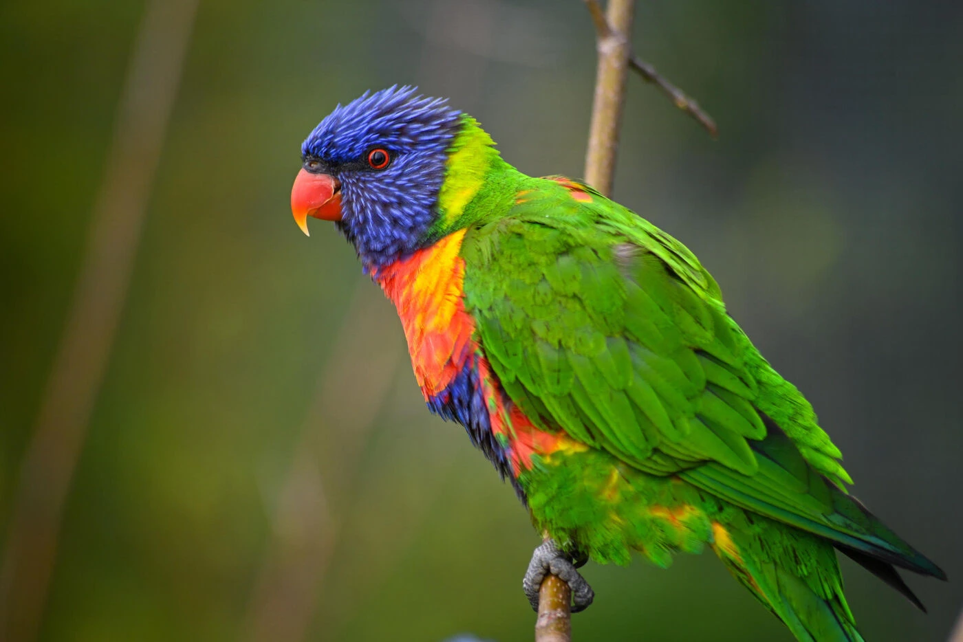 « J’avais une perruche qui se masturbait tout le temps » : les pratiques sexuelles solitaires sont « naturelles » chez les oiseaux, révèle une étude