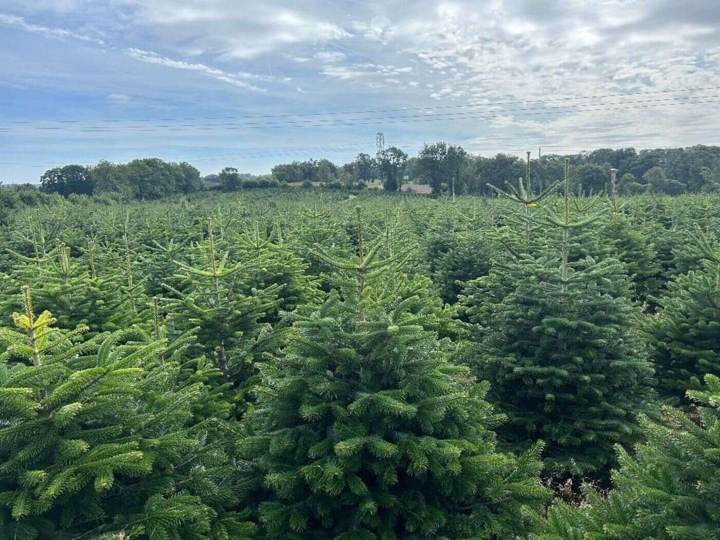 Sapins Nordmann : la Bretagne, nouvel eldorado des producteurs