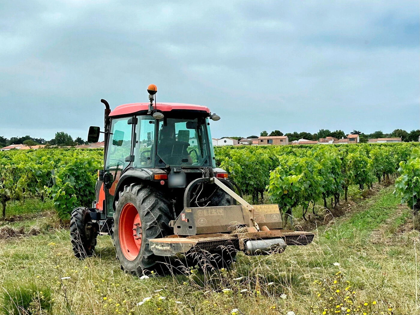 « Ça nous protège » : les pineaux des Charentes de Ré et Oléron obtiennent une mention complémentaire à l’AOC