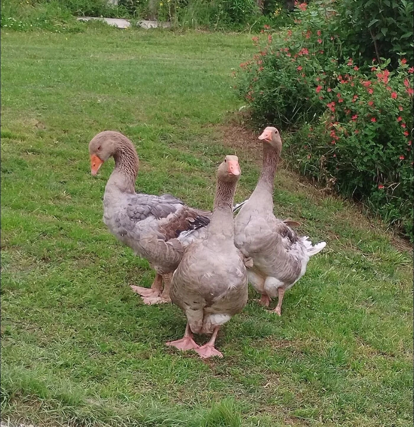 Et si vous adoptiez des oies pour leur éviter l’abattoir ?