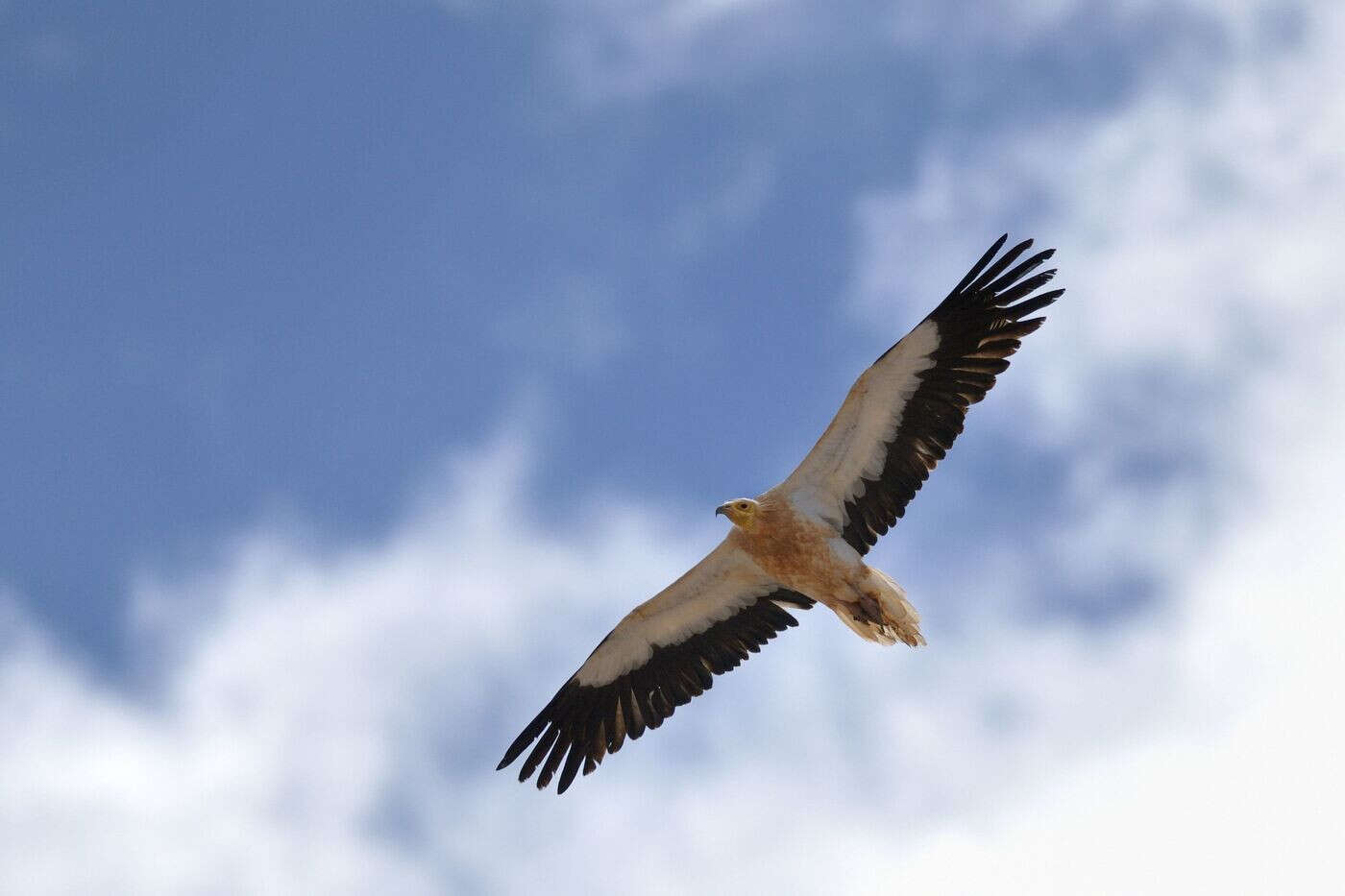 Le vautour percnoptère reviendra-t-il dans les Pyrénées ?