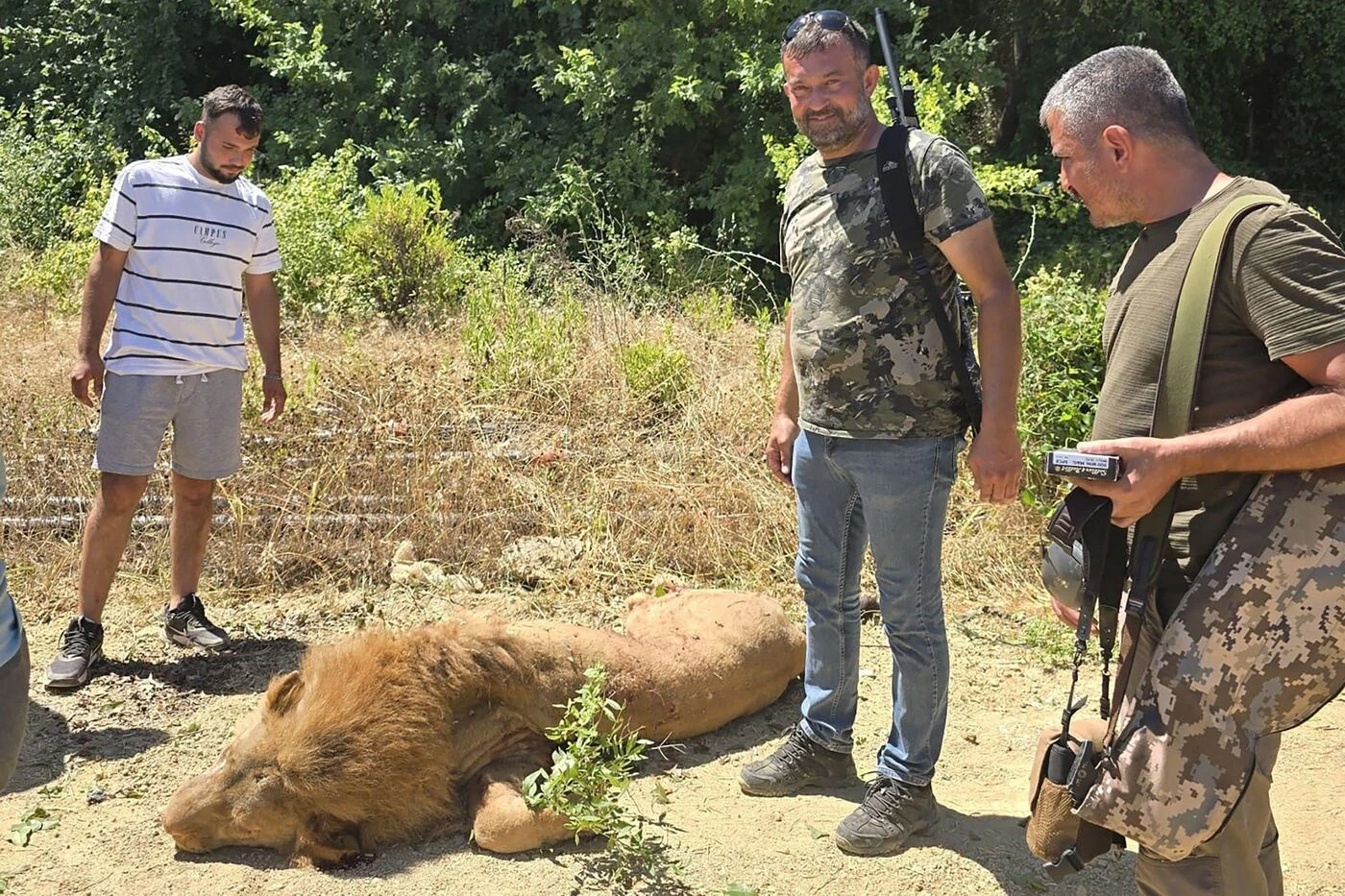 « J’ai serré son cou et il a reculé » : un ouvrier se bat avec un lion échappé d’un zoo en Turquie