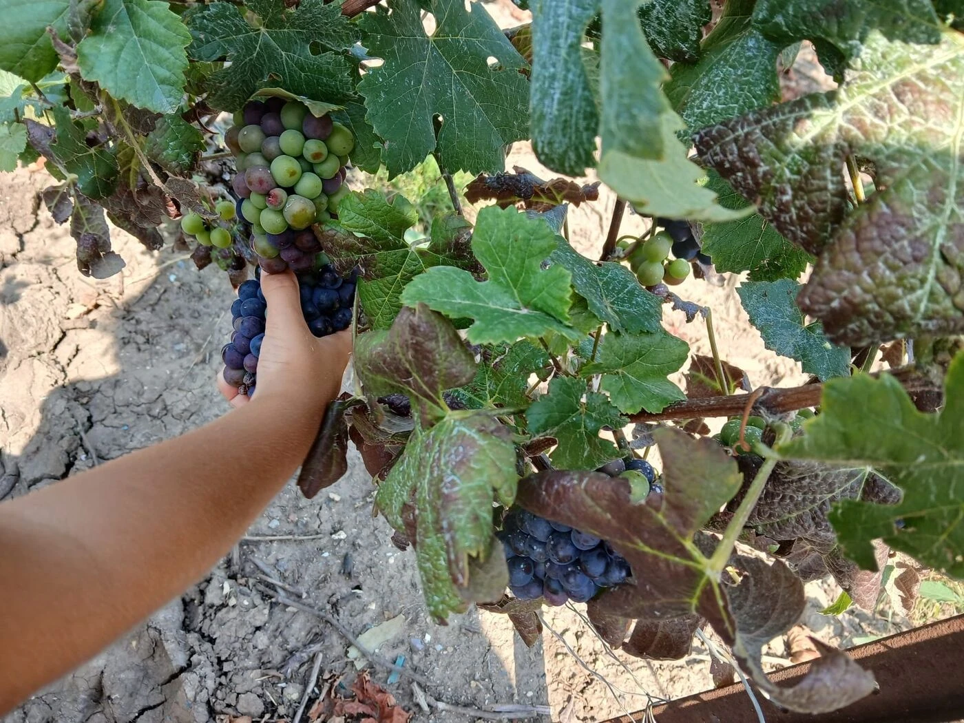 Recrutement de saisonniers : dans la Marne, la cellule vendanges est ouverte !